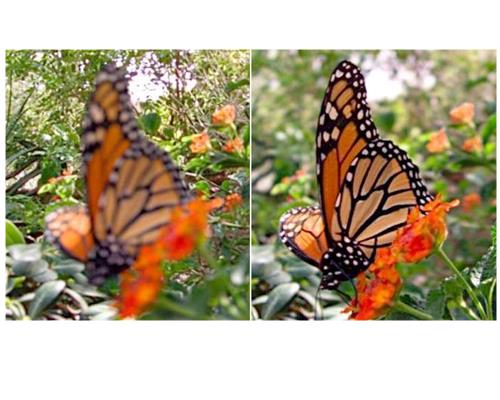 Meo chup macro dep cho tat ca moi nguoi