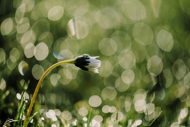 ỐNG KÍNH FUJIFILM (FUJINON) XF80mmF2.8 R LM OIS WR Macro