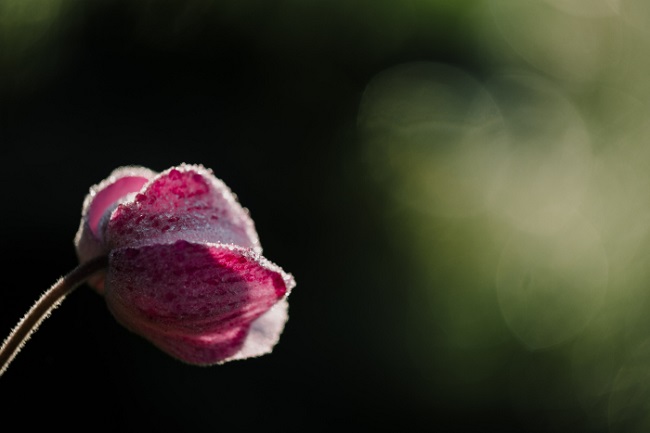 ỐNG KÍNH FUJIFILM (FUJINON) XF80mmF2.8 R LM OIS WR Macro